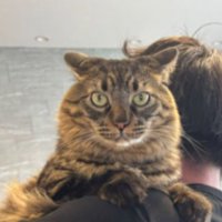男性に抱かれる猫