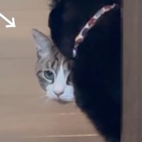 怯えた表情の猫