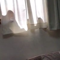 カーテンに映る猫の影