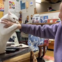 おじいちゃんの手にじゃれる猫