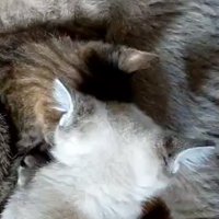 横になる成猫とそばにいる子猫
