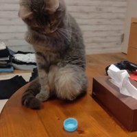 左手を曲げる猫