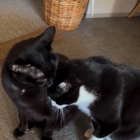 並んで座っている2匹の猫