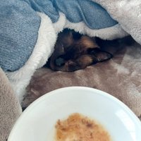 餌を前に眠る猫