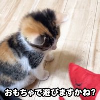 テロップ「おもちゃで遊びますかね？」