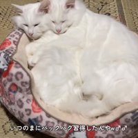 バックハグする子猫