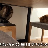 机の下に隠れる二匹の猫