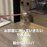 猫じゃらしを持っている猫