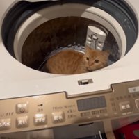 ドヤ顔の猫