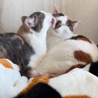 顔をなめられる猫