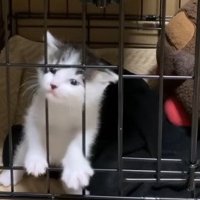 柵に顔を突っ込む子猫