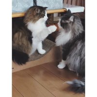 喧嘩している猫