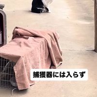捕獲機の手前で座る猫