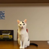 台に乗って飼い主を見つめる猫