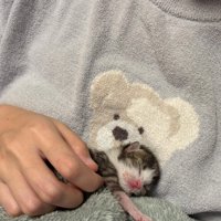 抱っこされる子猫