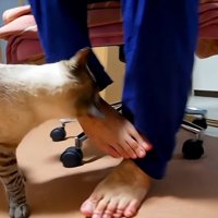 飼い主を噛む猫