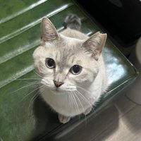 見上げる猫
