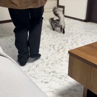 走って行く猫