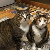 並んでお座りしている2匹の猫