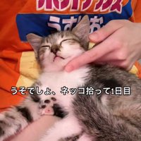 抱っこされ寝ている子猫