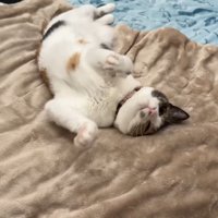 頭を擦りつけるように