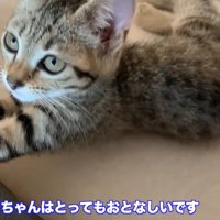 タロちゃん