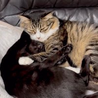 くっついて寝る猫