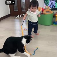 おもちゃで遊ぶ子どもと猫