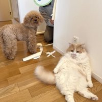 壁紙を直す飼い主の近くに座りこむ猫