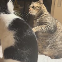 拳を下ろしつつある猫