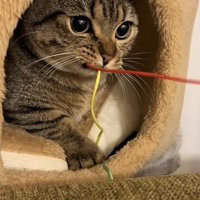 おもちゃを咥える猫の写真1