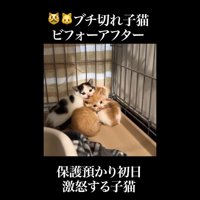 猫団子
