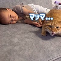 赤ちゃんと一緒に寝ている猫