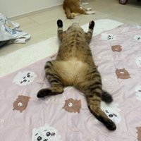 仰向けの猫