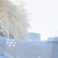 天板からはみ出ながら寝そべる猫