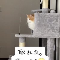 壊れたおもちゃを見つめるミヌエット