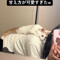 おんぶされる猫