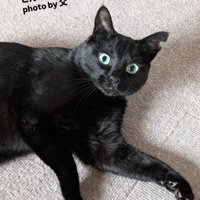 カメラ目線で横になっている黒猫