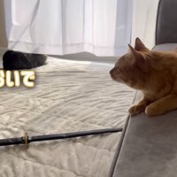 とらおいで！と呼ぶ娘さん