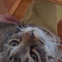 膝の上に乗る猫
