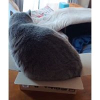 ダンボール箱に入ろうとする猫