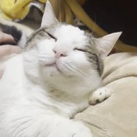 うっとり猫ちゃんと人の左手