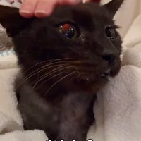 頭をなでられる猫