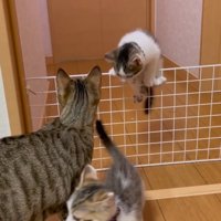 母猫について部屋に戻っていく子猫たちの様子
