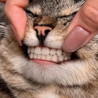 人間の歯