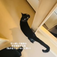 ママさんと新居の安全確認をする黒猫