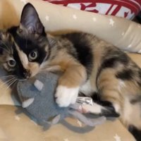 おもちゃで遊ぶ猫