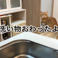 猫ベッドでバンザイする三毛さん2