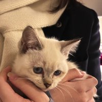 抱えられた子猫