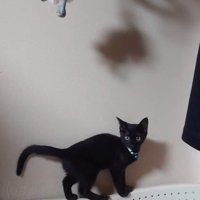 椅子の背もたれにのった子猫